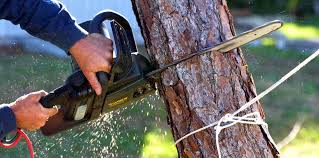 Reliable Krebs, OK Tree Removal Solutions