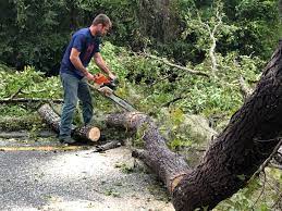 Best Tree and Shrub Care  in Krebs, OK