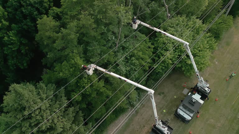 Best Emergency Tree Removal  in Krebs, OK